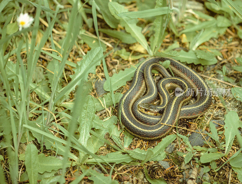 西部陆生吊带蛇(Thamnophis elegans)是加州红木国家公园发现的一种彩色蛇。